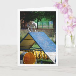 Dog at Training School Card