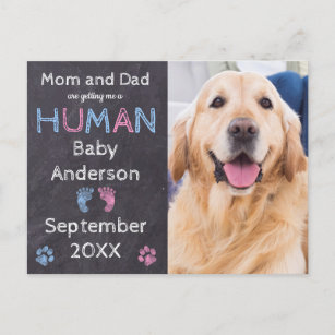 Dog Baby Pregnancy Announcement Postcard