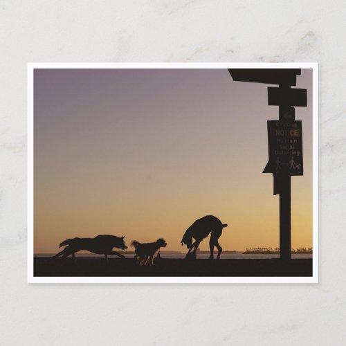 Dog Beach Long Beach California Postcard