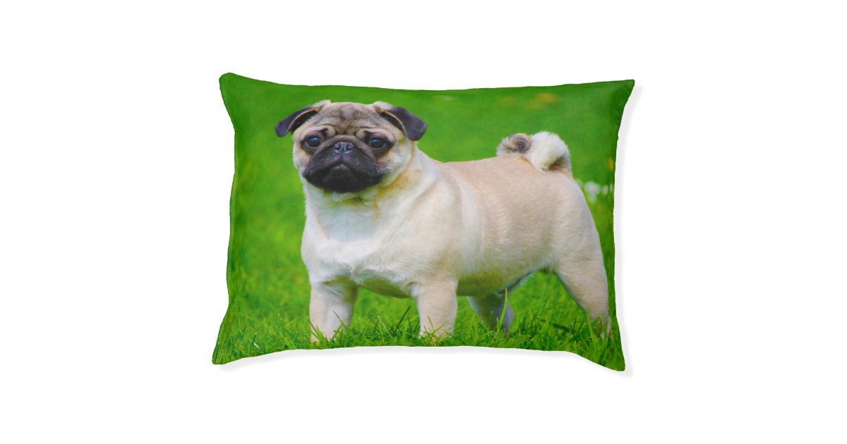 Dog Beds for Pugs. Zazzle