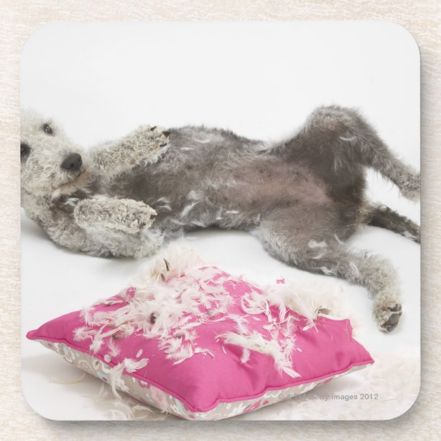 Dog behaviour training beverage coaster (Front)