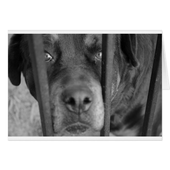 Dog behind Bars Greeting Cards