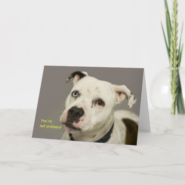 Dog Birthday Card (Front)