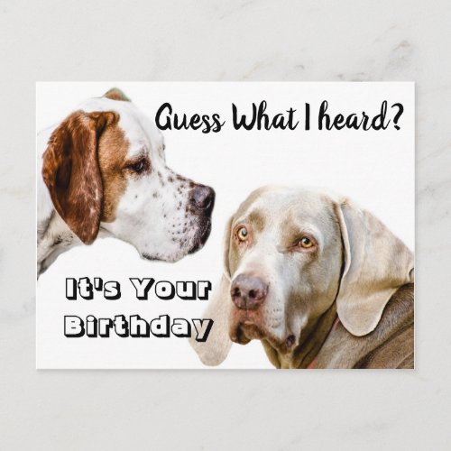 Dog Birthday greetings Postcard