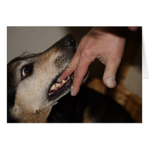 Dog biting finger cards