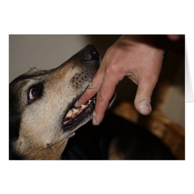 Dog biting finger cards (Front Horizontal)