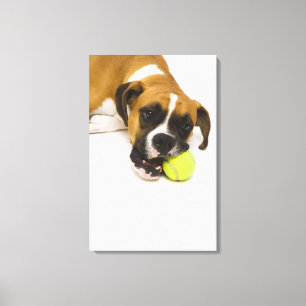 Dog biting tennis ball canvas print
