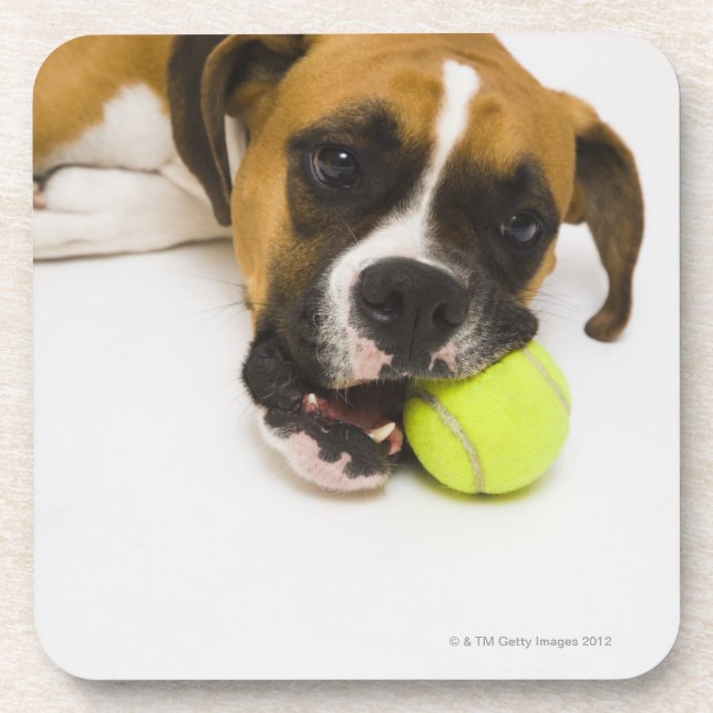 Dog biting tennis ball drink coaster (Front)
