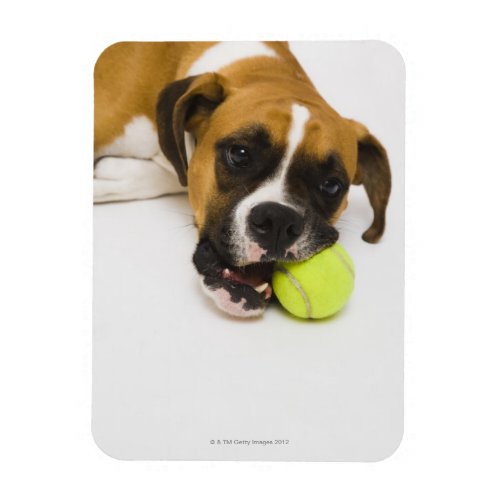 Dog biting tennis ball magnet