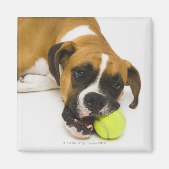 Dog biting tennis ball magnet (Front)