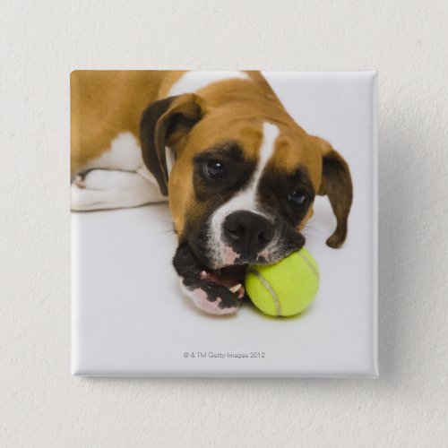 Dog biting tennis ball pinback button