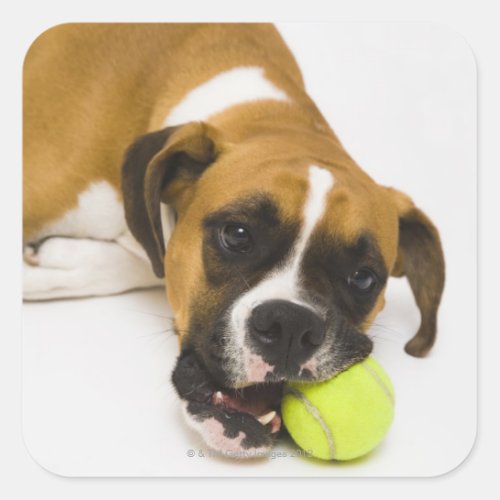 Dog biting tennis ball square sticker