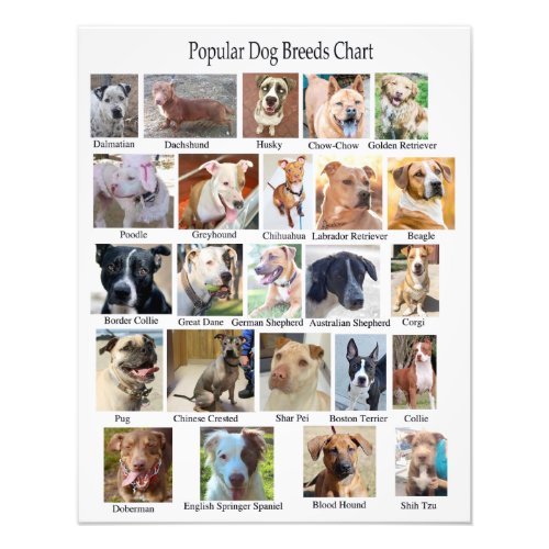 Dog Breeds Chart Poster