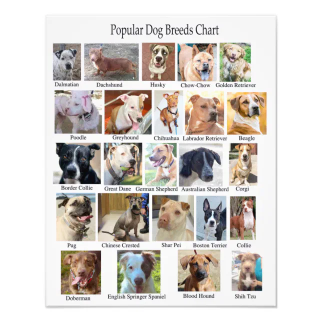 Dog Breeds Chart Poster Zazzle