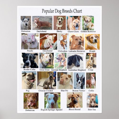 Dog Breeds Chart Poster