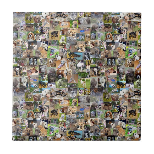 Dog Breeds Photo Collage,  Ceramic Tile (Front)