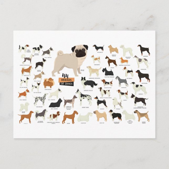 dog breeds postcard (Front)