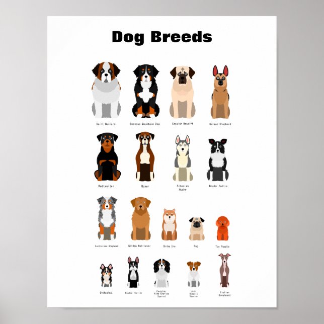 Dog breeds poster. poster (Front)