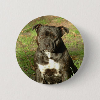 Dog breeds Staffy Pinback Button