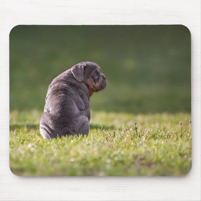 dog, bulldog, english bulldog mouse pad (Front)
