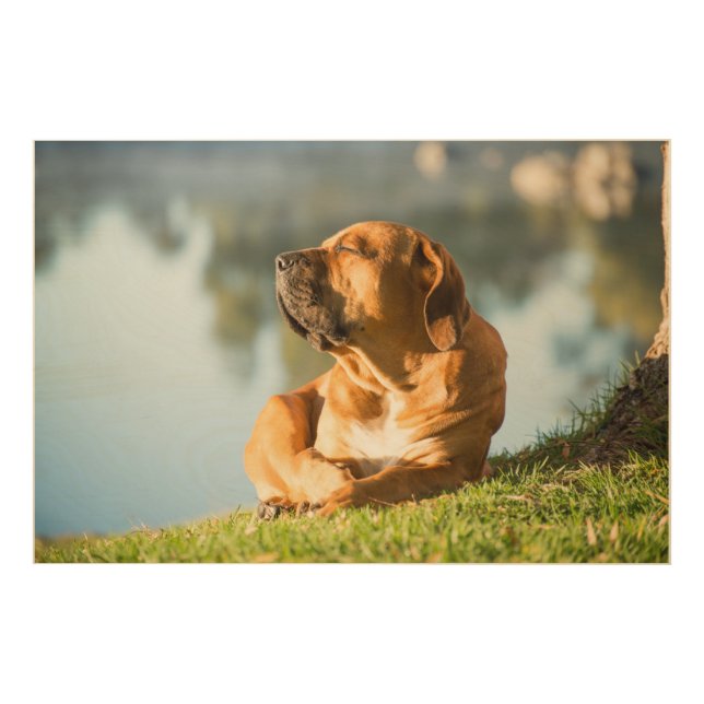 Dog by the river Wall Art (Front)