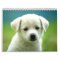 Dog calander
