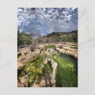 Dog Campbell's Hole Flats Barton Creek Austin Texa Postcard