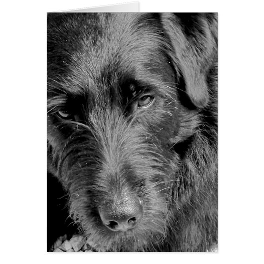 Dog cards, Dora Cards (Front)
