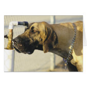 Dog Cards - Great Dane (Front Horizontal)