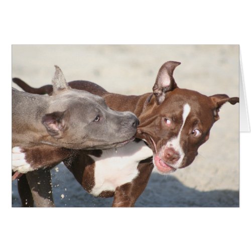 Dog Cards _ Pitbulls at Play