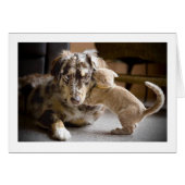 Dog & Cat Love #1 (Front Horizontal)