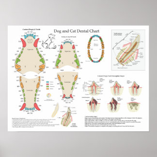 Dog Cat Veterinary Dental Chart
