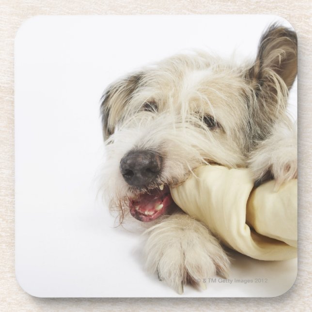 Dog Chewing on Rawhide Bone Drink Coaster (Front)