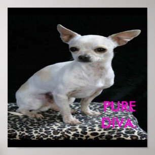 Dog Chihuahua Diva Print