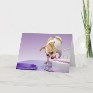 Dog (chihuahua) eating birthday cake on table card