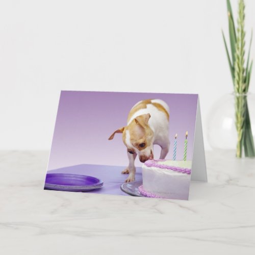 Dog chihuahua eating birthday cake on table card