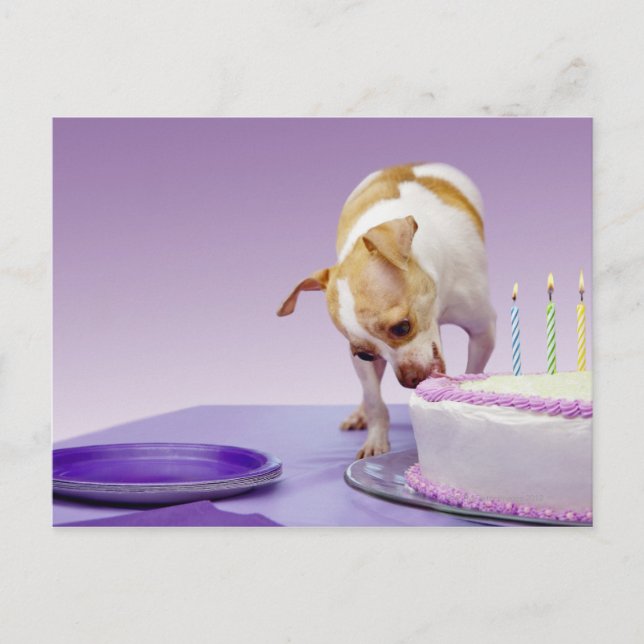 Dog (chihuahua) eating birthday cake on table postcard (Front)
