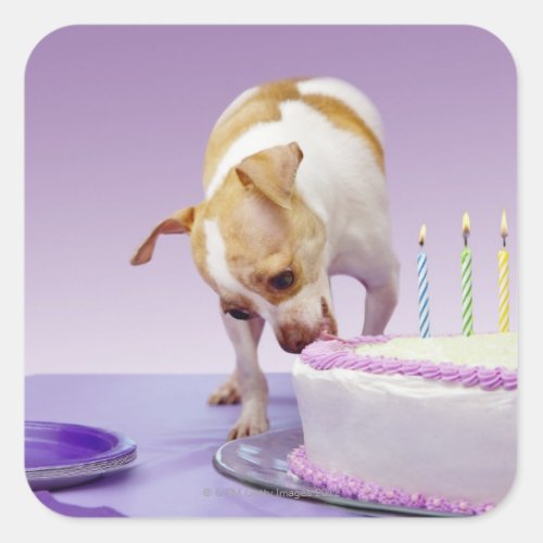 Dog chihuahua eating birthday cake on table square sticker