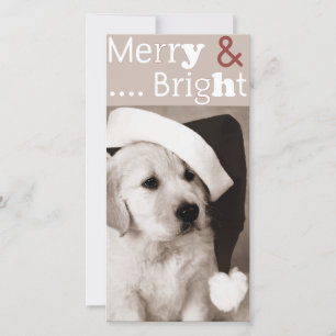 dog christmas photocard holiday card