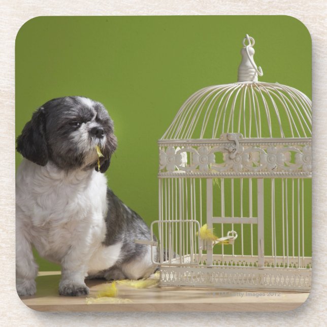 Dog close to a bird cage beverage coaster (Front)