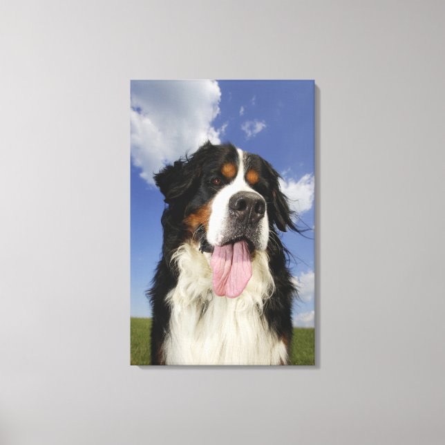 Dog, close-up canvas print (Front)