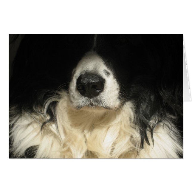 Dog close up cards (Front Horizontal)