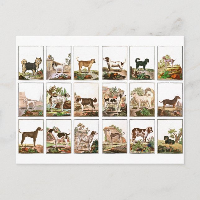 Dog Collection In Vintage Style Postcard (Front)