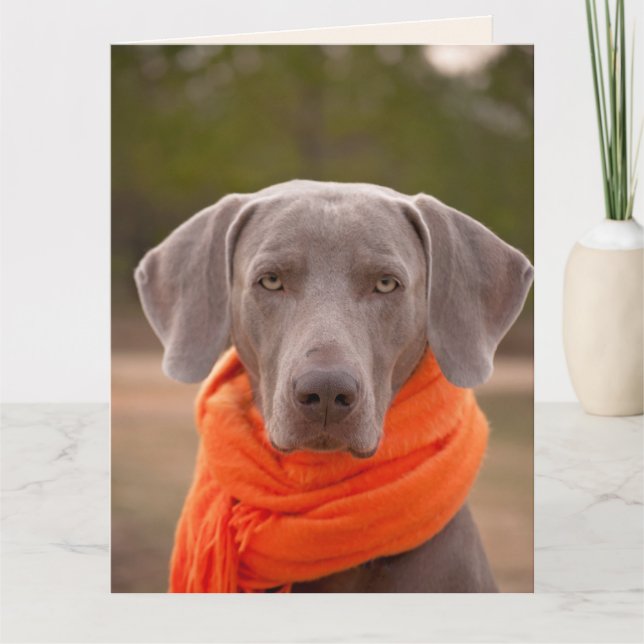 DOG CUTE GET WELL SOON Greeting Cards (Front)