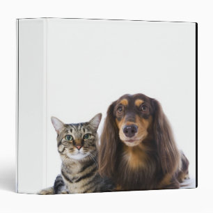 Dog (Dachshund) and cat (Japanese cat) on white Binder