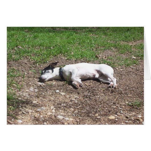 Dog Days (Front Horizontal)