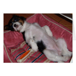 Dog Days of Summer Cards