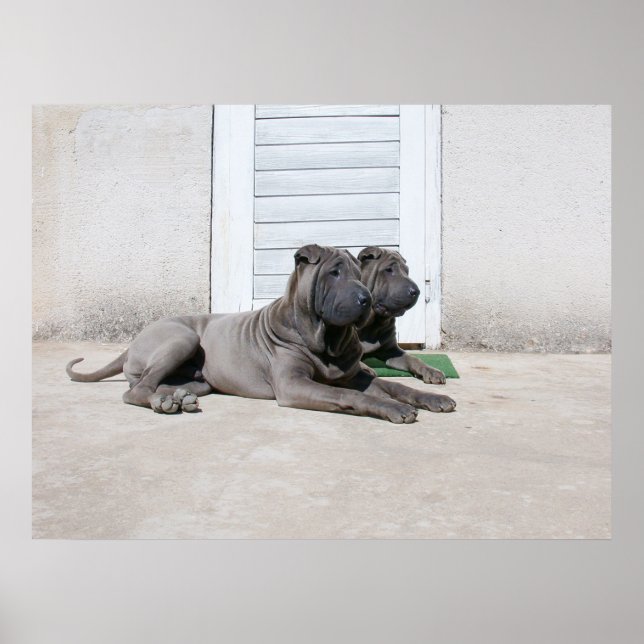 Dog  Days of Summer.... Poster (Front)