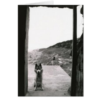 Dog Door Cards