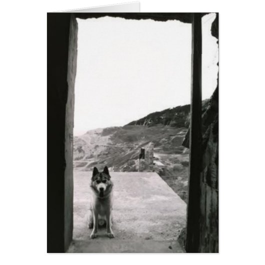 Dog Door Cards (Front)